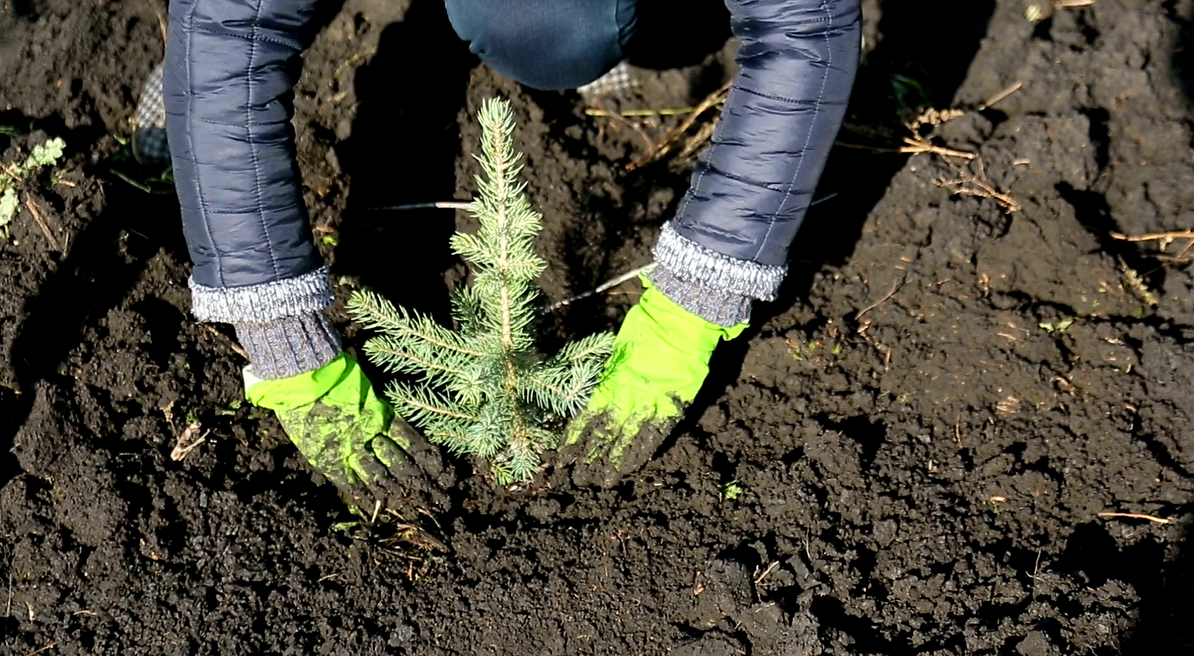Nyplantering Nyplantering
